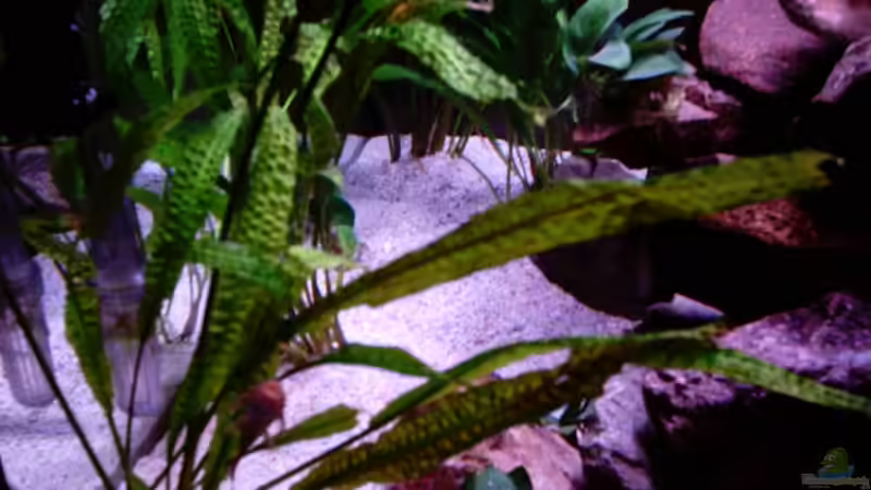 der Vorhof zum Berg von Schielefix (16)