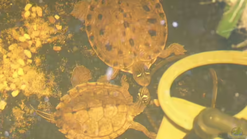 Der vorletzte Zugang Barbara und das kleinere Männchen. von SeLo (37)