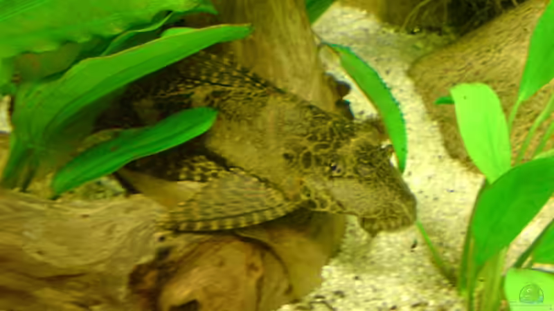 Der Wabenschilderwels auf seiner Lieblingswurzel von GGuardiaNN (15)