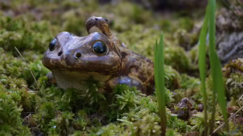Der Wächter ;) von Junglist (10)
