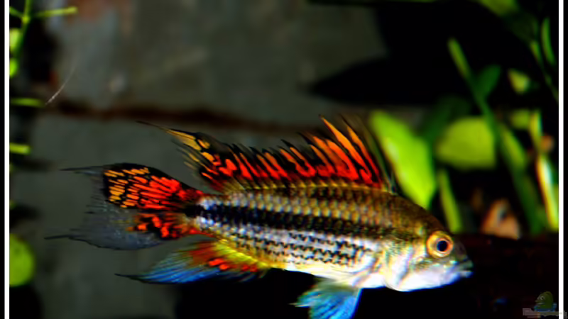 Der Wächter des Harems (09.07.2012) von mooni (6)