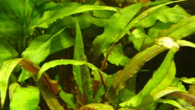 der Wald von Oliver Boden (7)