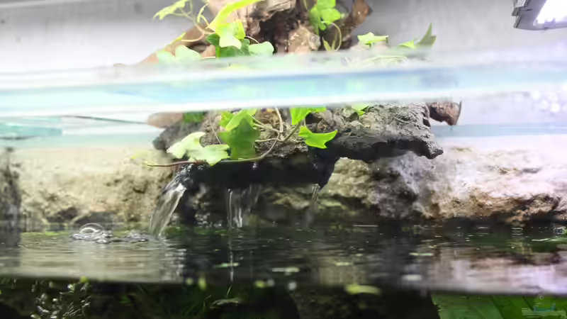 Der Wassereinlauf mit Bepflanzung, wird noch ausgebaut von Falk (20)