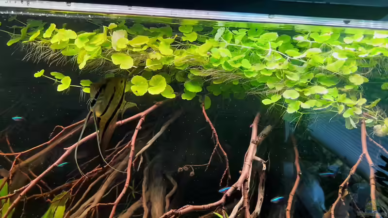 der Wassernabel von Markus J. (8)