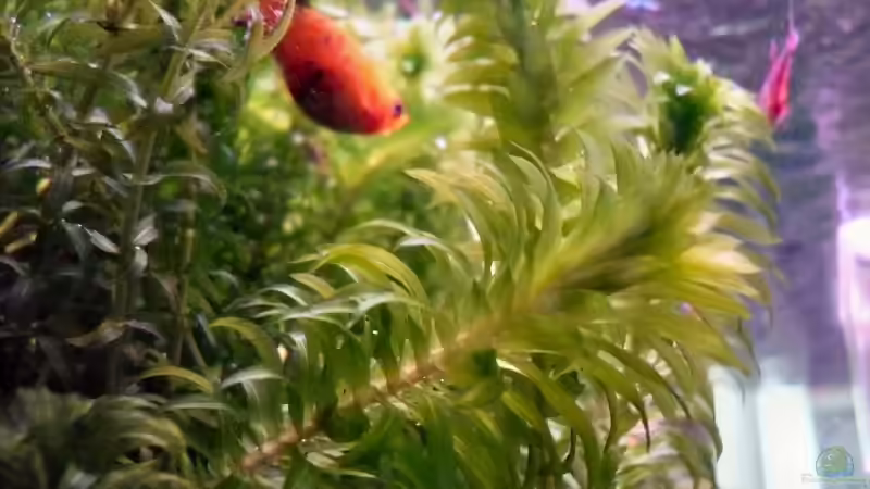 Der Wasserpestwald ;-) von Claas Harmsen (3)