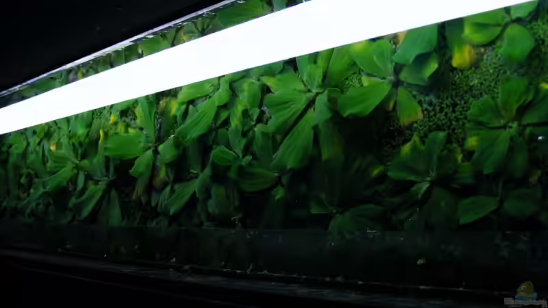 der Wassersalat... von Falk (15)