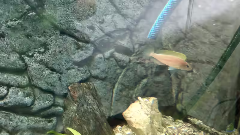 Der Wasserwechsel geht nicht ohne Kampf zu Ende... von Helga Kury (8)