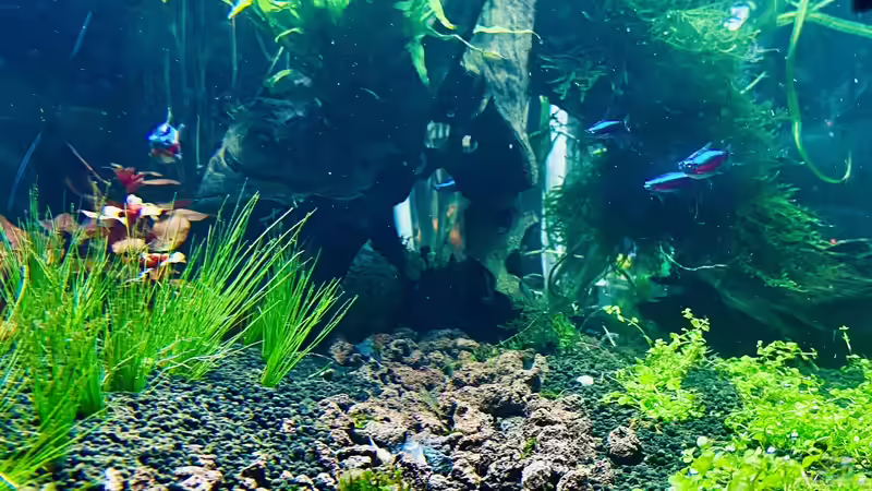 Der Weg  von Dr. Teller (1)