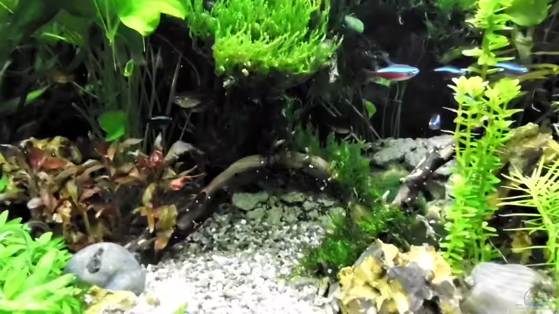 Der Weg zur Wels höhle. von odin 68 (142)