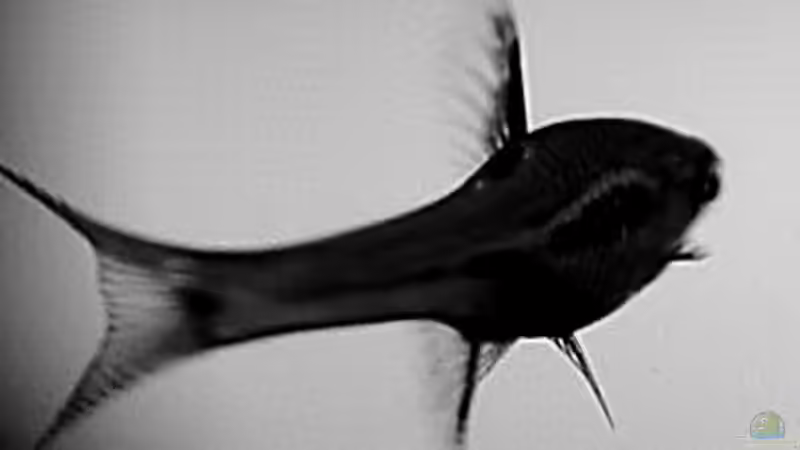 Der weiße Hai von Jo The Fish (10)