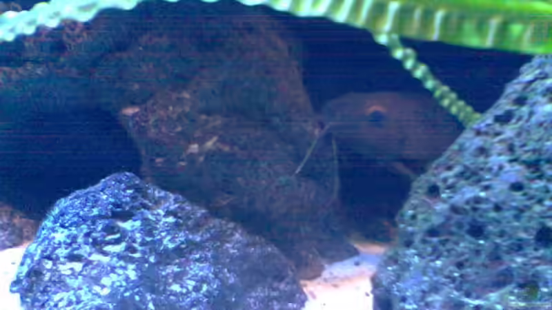 Der Wels in seiner Höhle von Markus Kerwien (8)