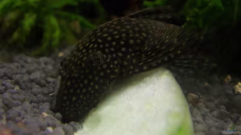 Der Wels liebt Gurke von Jana_ (19)