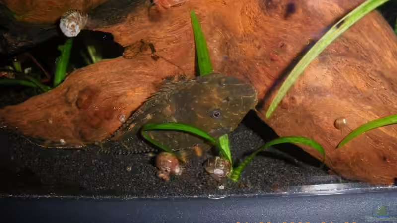 Der Wels von Annika (10)