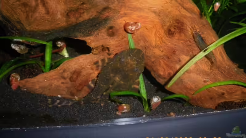 Der Wels von Annika (9)