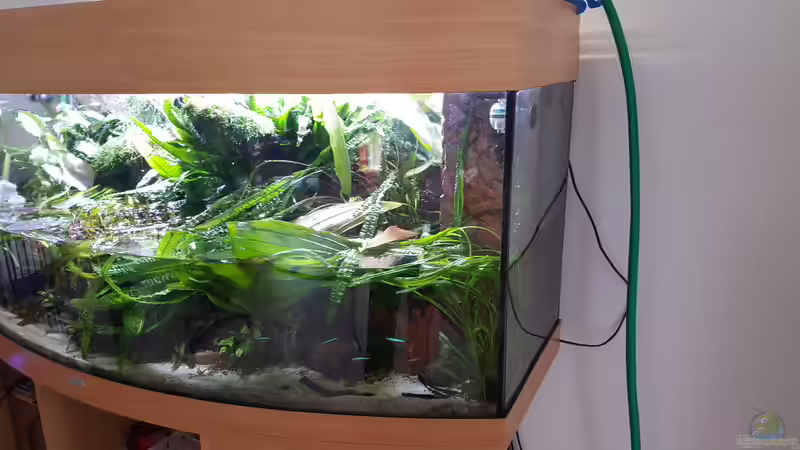 Der wichtigste Pflegehinweis für das Aquarium: Kontinuität und Aufmerksamkeit