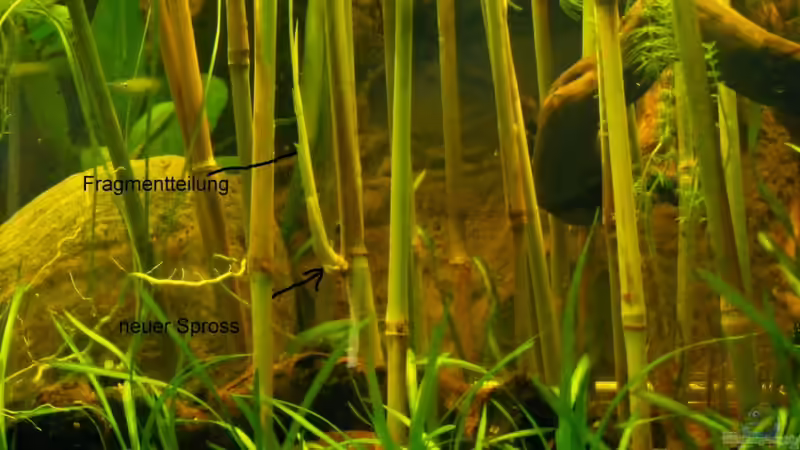 Der widerspenstigen Zähmung