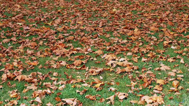 Der Winter naht: So wird der Rasen bestmöglich vorbereitet