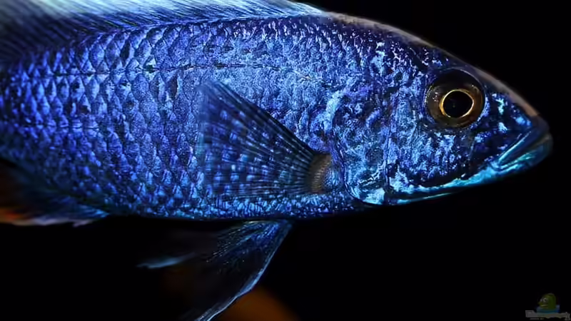 Der Wirrwarr um die korrekten Bezeichnungen für Nachzuchten in der Aquaristik
