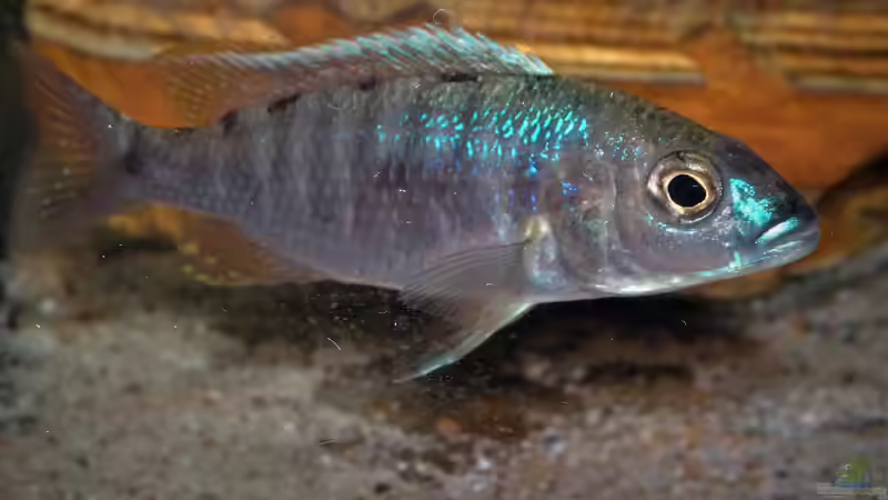 Der Wirrwarr um die korrekten Bezeichnungen für Nachzuchten in der Aquaristik