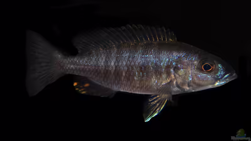 Der Wirrwarr um die korrekten Bezeichnungen für Nachzuchten in der Aquaristik