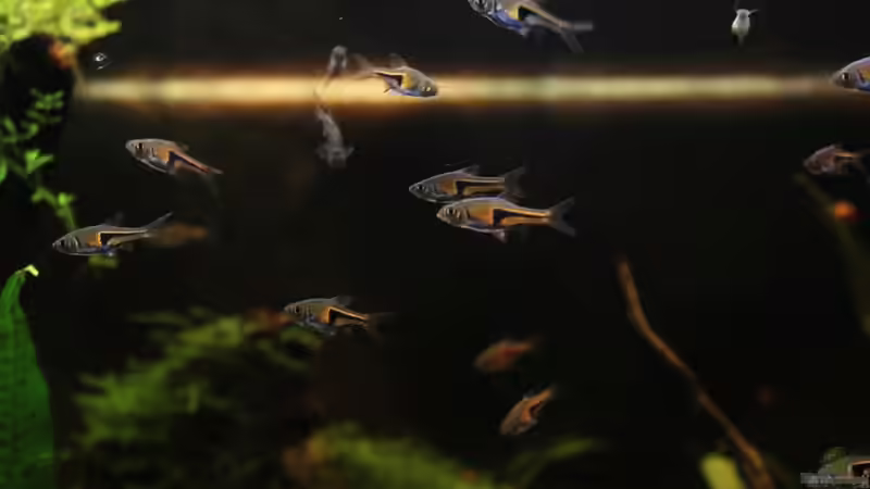 der wohl schönste Schwarmfisch der Welt! von Annika (47)