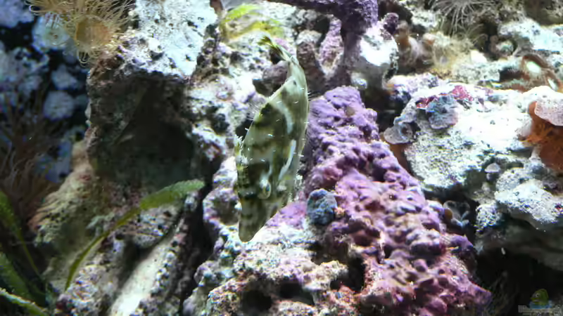 Der wohl urigste Fisch, der Feilenfisch. Innerhalb von 2 Wochen gibt es keine Glasrosen mehr. von Zapfenmanderl (24)
