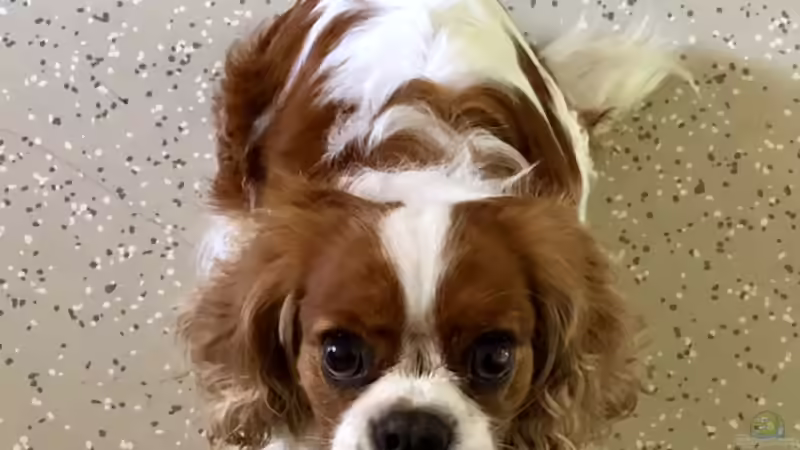 Der Wolf in Tirol und Einrichtungsbeispiele?