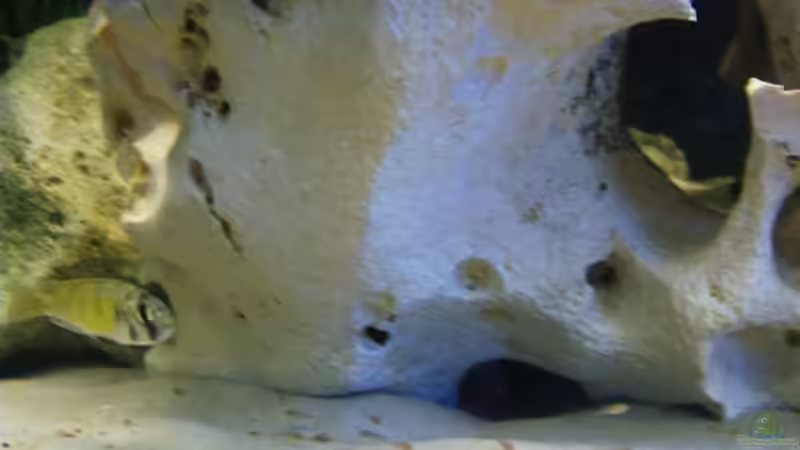 Der Wurf ch 44 20min alt von 47 Malawi (11)