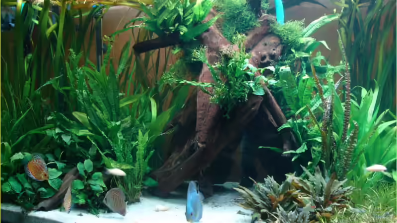 Der Wurzelunterstand von Thomas Graf (17)