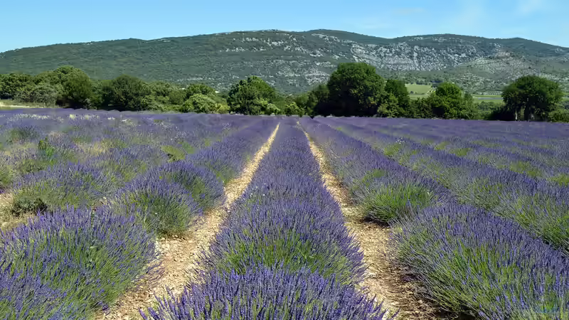 Der Zauber der Lavendelblüte in Frankreich