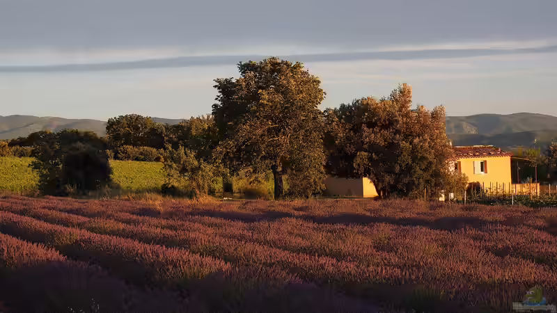Der Zauber der Lavendelblüte in Frankreich