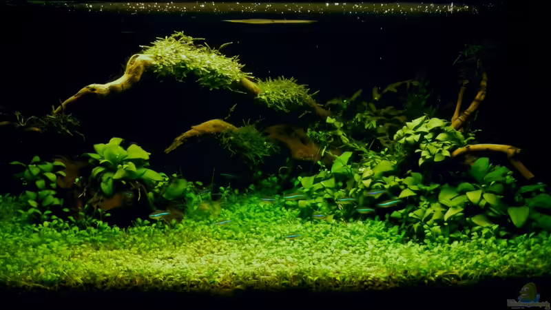 ´Der Zauberwald´ von Creative Nature Aquaristic (1)