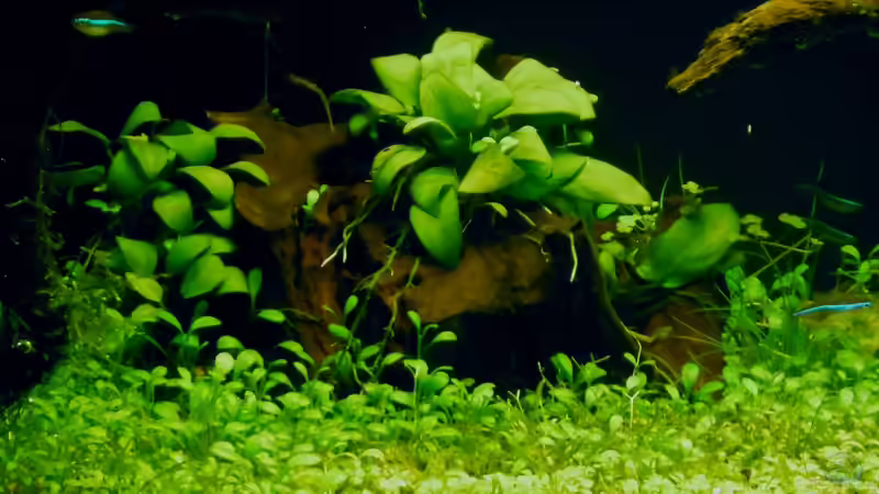 ´Der Zauberwald´ von Creative Nature Aquaristic (10)