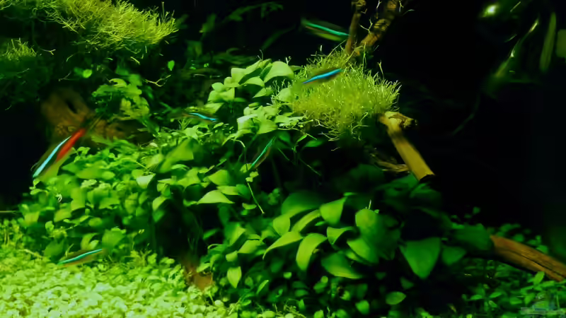 ´Der Zauberwald´ von Creative Nature Aquaristic (2)