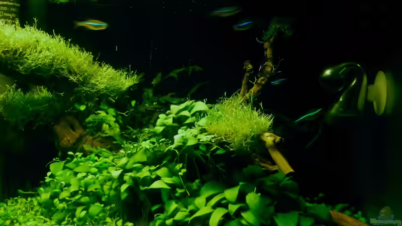 ´Der Zauberwald´ von Creative Nature Aquaristic (4)