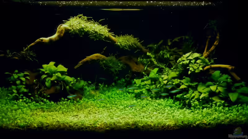 ´Der Zauberwald´ von Creative Nature Aquaristic (5)