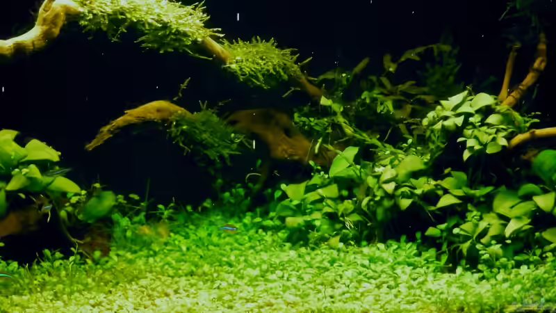 ´Der Zauberwald´ von Creative Nature Aquaristic (6)