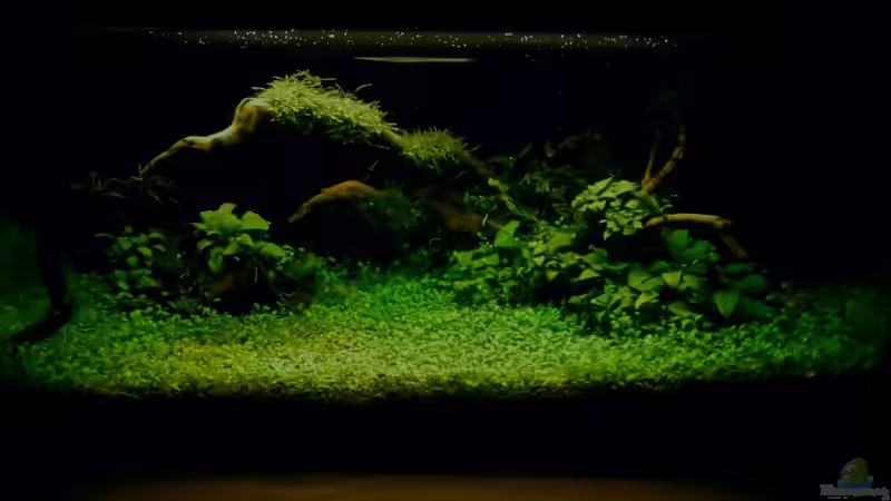 ´Der Zauberwald´ von Creative Nature Aquaristic (8)