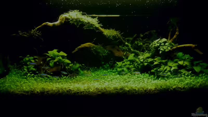 ´Der Zauberwald´ von Creative Nature Aquaristic (9)