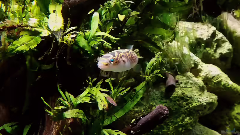 Der Zeppelin beim Landeanflug!  von Bermuda 3eck (47)