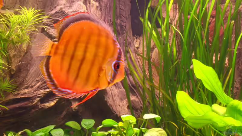 Der Zuchtbulle von aruoffa (2)