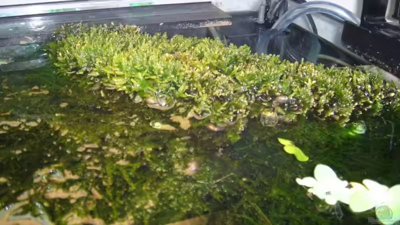 der zugewachsene HMF von Traenenreiter (6)