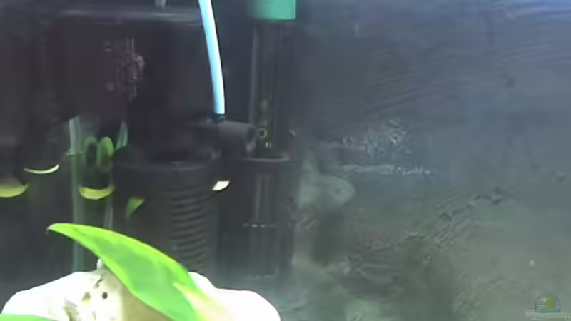 Der zweite Innenfilter mit Strömumngspumpe und Heizstab von Heiko Rodegast (16)