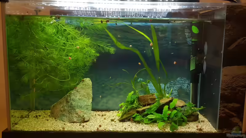 Der zweite Streich von Nordlicht Ka