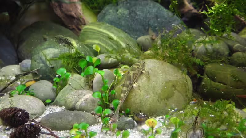 Der Zwergkleefarn tut genauso, wie ich mir das vorgestellt hab :) von paris (11)