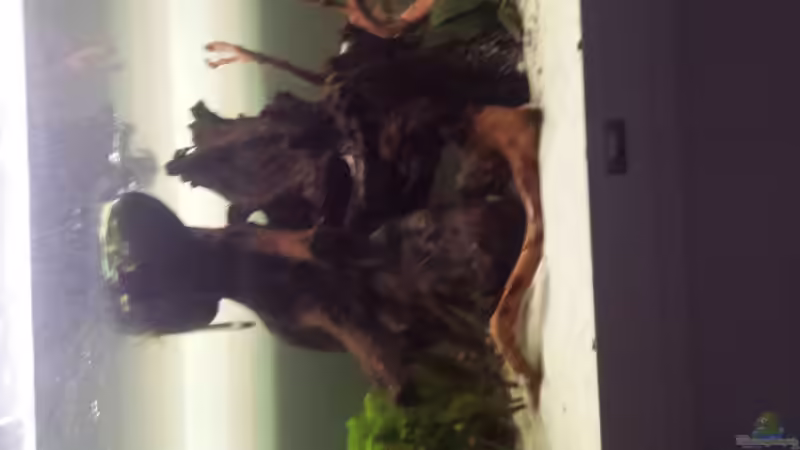 Der´Baumstumpf´ von AustroTom (21)