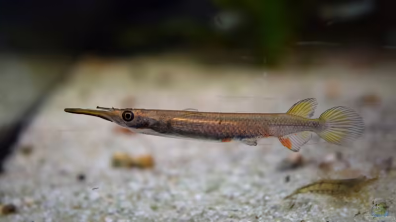 Dermogenys pusillus von Junglist (46)