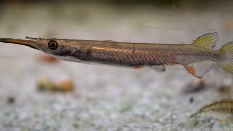 Aquarien mit Dermogenys pusilla (Hechtköpfiger Halbschnäbler)