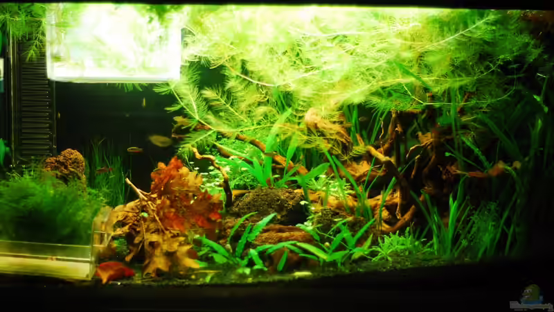 derzeit mit Ablaichstation für die Perlhühner von TimTamTellerlein (1)