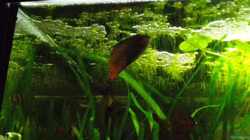 des ´Meisters´ werk ;-) -noch verbesserungswürdig. von Caricciola (20)